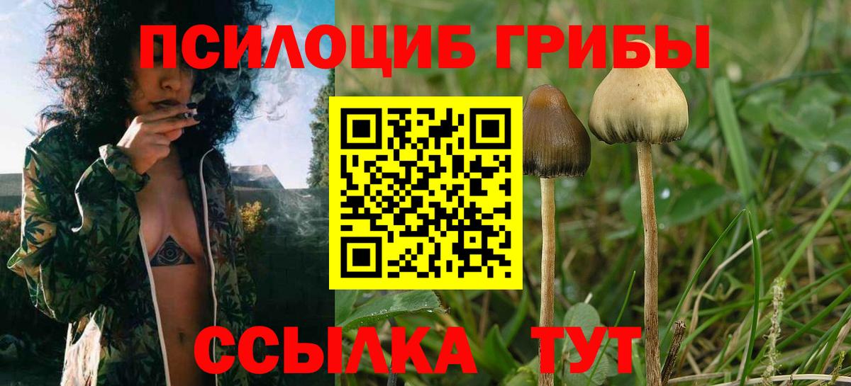 Галлюциногенные грибы Psilocybe  Вход с VPN  Советск 